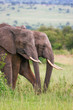 Elephants family crossing grassland, Masai Mara, Kenya Elephants family crossing grassland, Masai Mara, Kenya