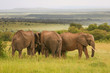 Elephants on the savannah, Masai Mara, Kenya