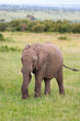 Elephant in the grass, Masai Mara, Kenya Elephant in the grass, Masai Mara, Kenya