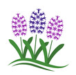 hyacinths