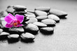 canvas print picture - orchid