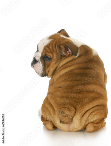 Photo: cute puppy cute puppy