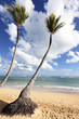 two palm trees