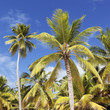 palm trees