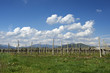 vigna