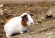 Guinea Pigs