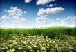 green wheat field and wild flowers green wheat field and wild flowers