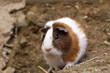 Guinea Pigs