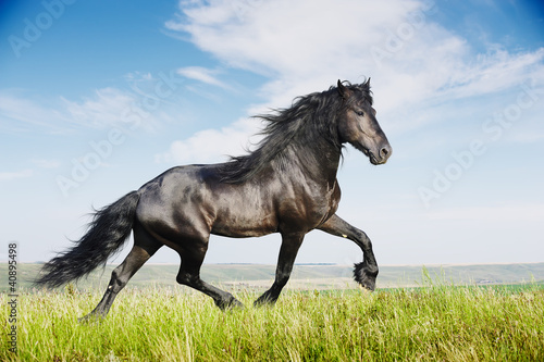 Photo: Beautiful black horse running trot Beautiful black horse running trot