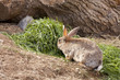 Wild rabbit