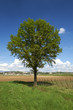 albero