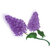 lilac lilac