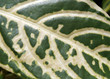 Leaf texture