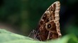 Video: Tropical butterfly (morpho) stretching its proboscis Tropical butterfly (morpho) stretching its proboscis