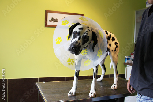 Photo: chien dalmatien rigolo avec sa collerette chien dalmatien rigolo avec sa collerette