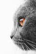 British blue cat detail