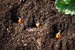 Planting Iris Bulbs in the garden