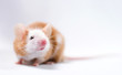 Petite souris