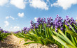 Hollandse Hyacinthus