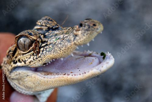 Photo: Juvenile American Alligator Juvenile American Alligator