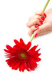 mano di donna con smalto rosso e fiore mano di donna con smalto rosso e fiore