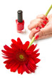 mano di donna con smalto rosso mano di donna con smalto rosso