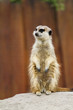 Erdmännchen