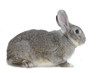 Image of cute grey rabbit