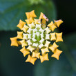 Wandelröschen (Lantana camara)