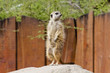 Erdmännchen
