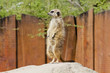 Erdmännchen