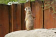 Erdmännchen