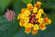 Wandelröschen (Lantana camara)