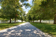 Tree Linded Alley