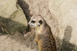 Erdmännchen