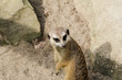 Erdmännchen