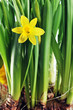 Yellow daffodils