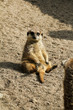 Erdmännchen