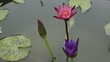 waterlily flower and sun reflect