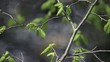 Ast an einem Baum im Wind mit Glitzer im Hintergrund Ast an einem Baum im Wind mit Glitzer im Hintergrund