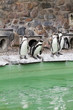 Pinguin