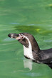 Pinguin