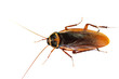 Cockroach on white background