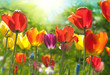Spring tulips