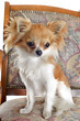 chihuahua sur chaise ancienne