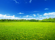 field of spring flowers and perfect sky