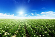 potatos field