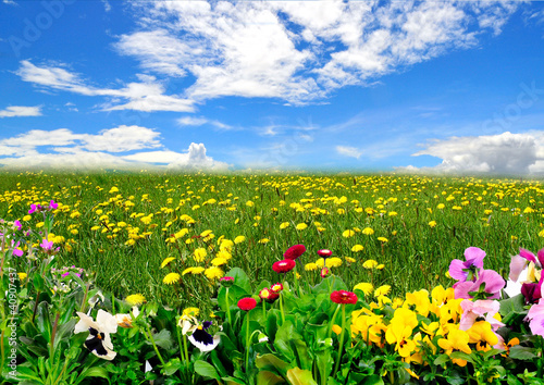 Photo: Landschaft Wiese Himmel Frühling Blumen Landschaft Wiese Himmel Frühling Blumen