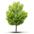 Photo: un arbre sur fond blanc avec ombre un arbre sur fond blanc avec ombre