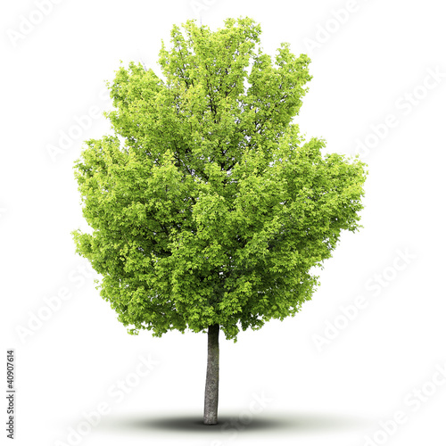 Foto: un arbre sur fond blanc avec ombre un arbre sur fond blanc avec ombre